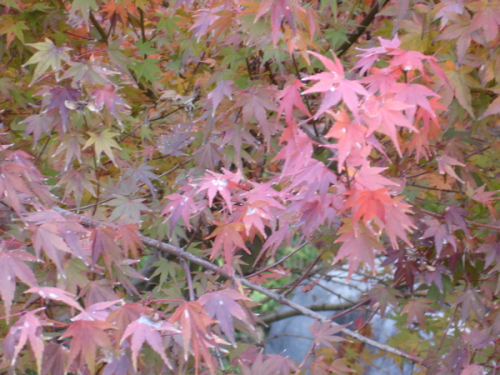 Shirotori Garden - 22