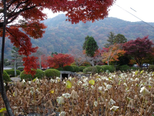 Pond with lotus plants