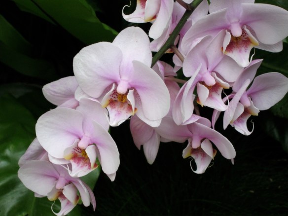 Orchids @ Phipps