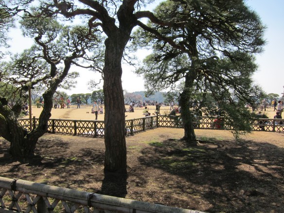 Plum trees in the distance