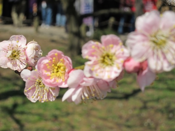 Plum blossoms at Kairakuen