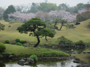 More cherry blossoms