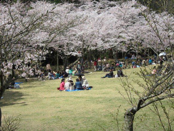 Celebrating Spring and cherry blossoms