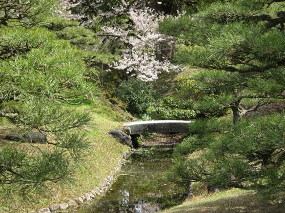 Cherry blossoms everywhere