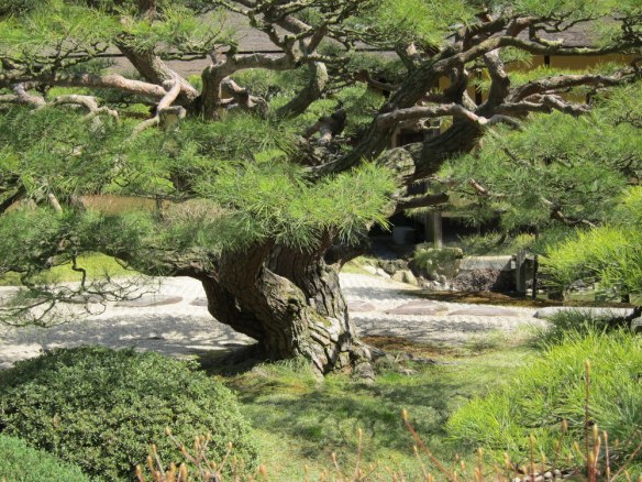 Another one of those trees that get me